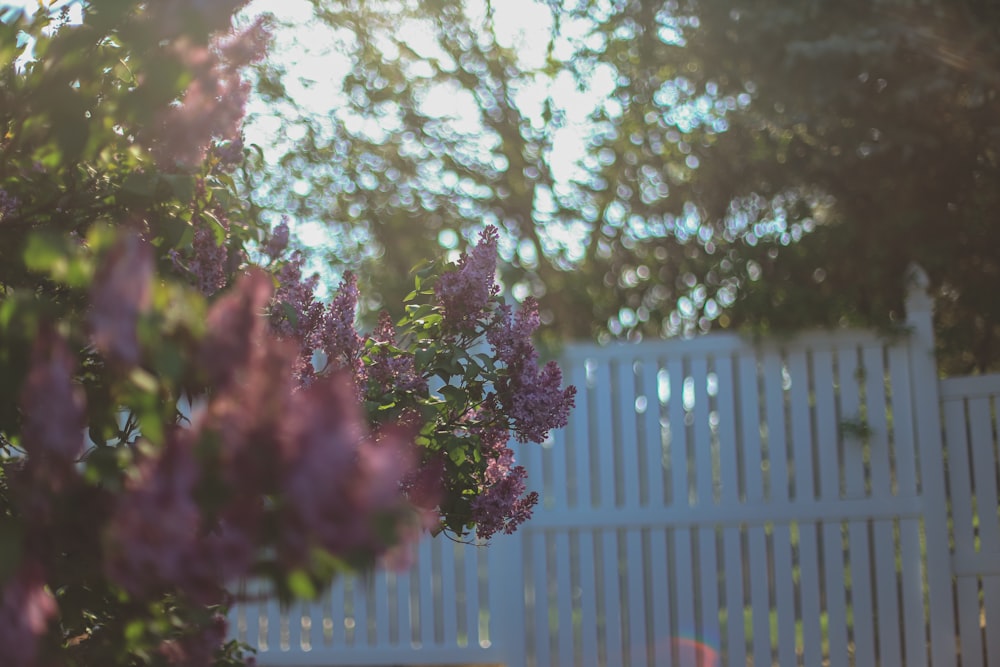 a white picket fence with purple flowers in the foreground