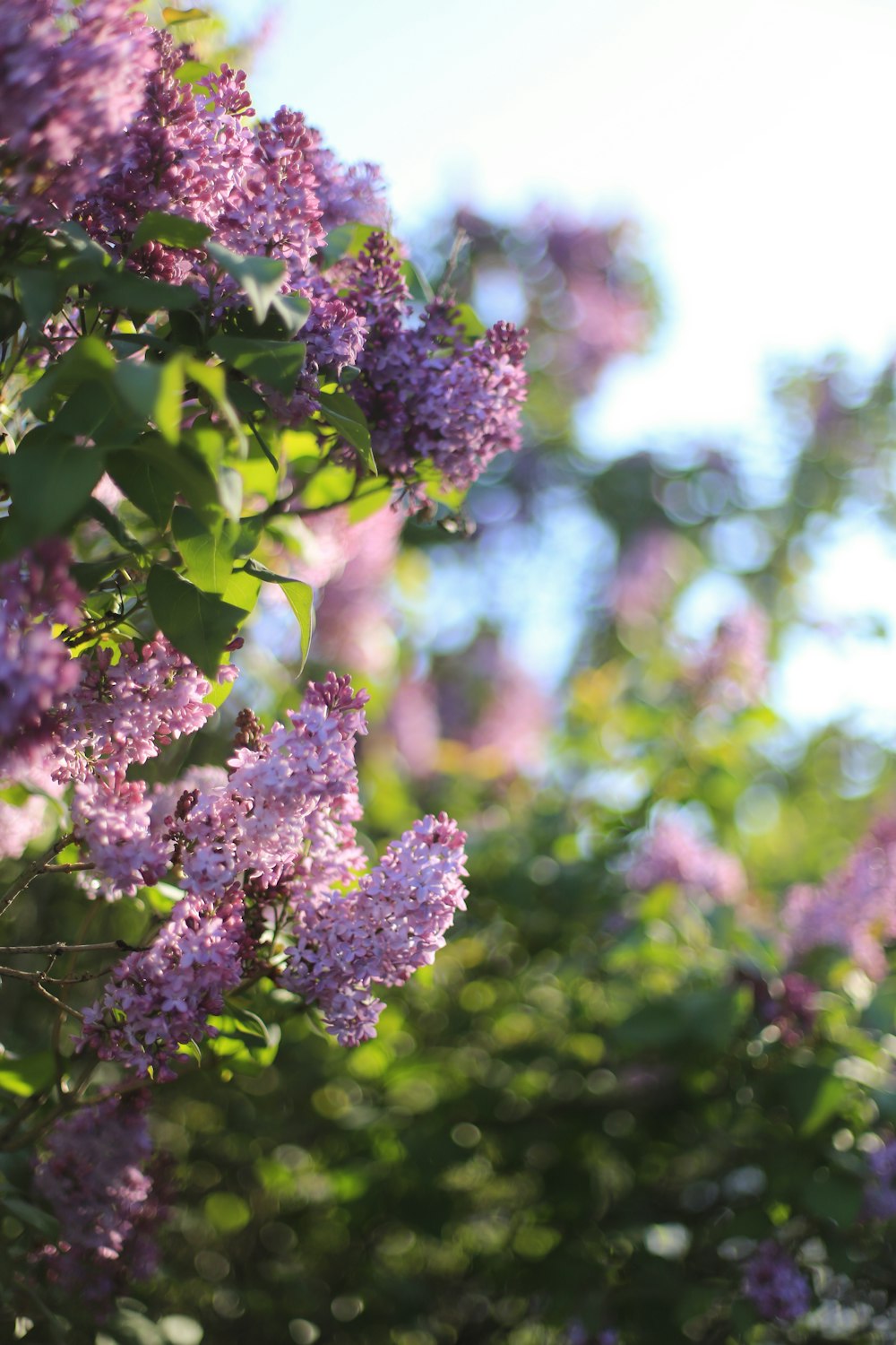 purple lilacs are blooming on a sunny day