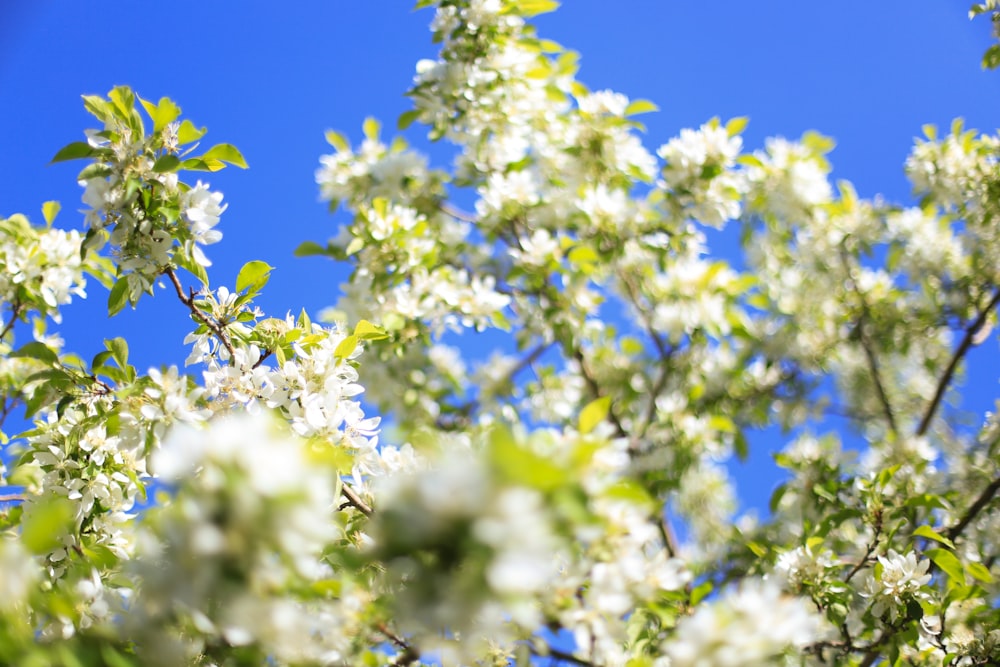 a tree with white flowers and green leaves