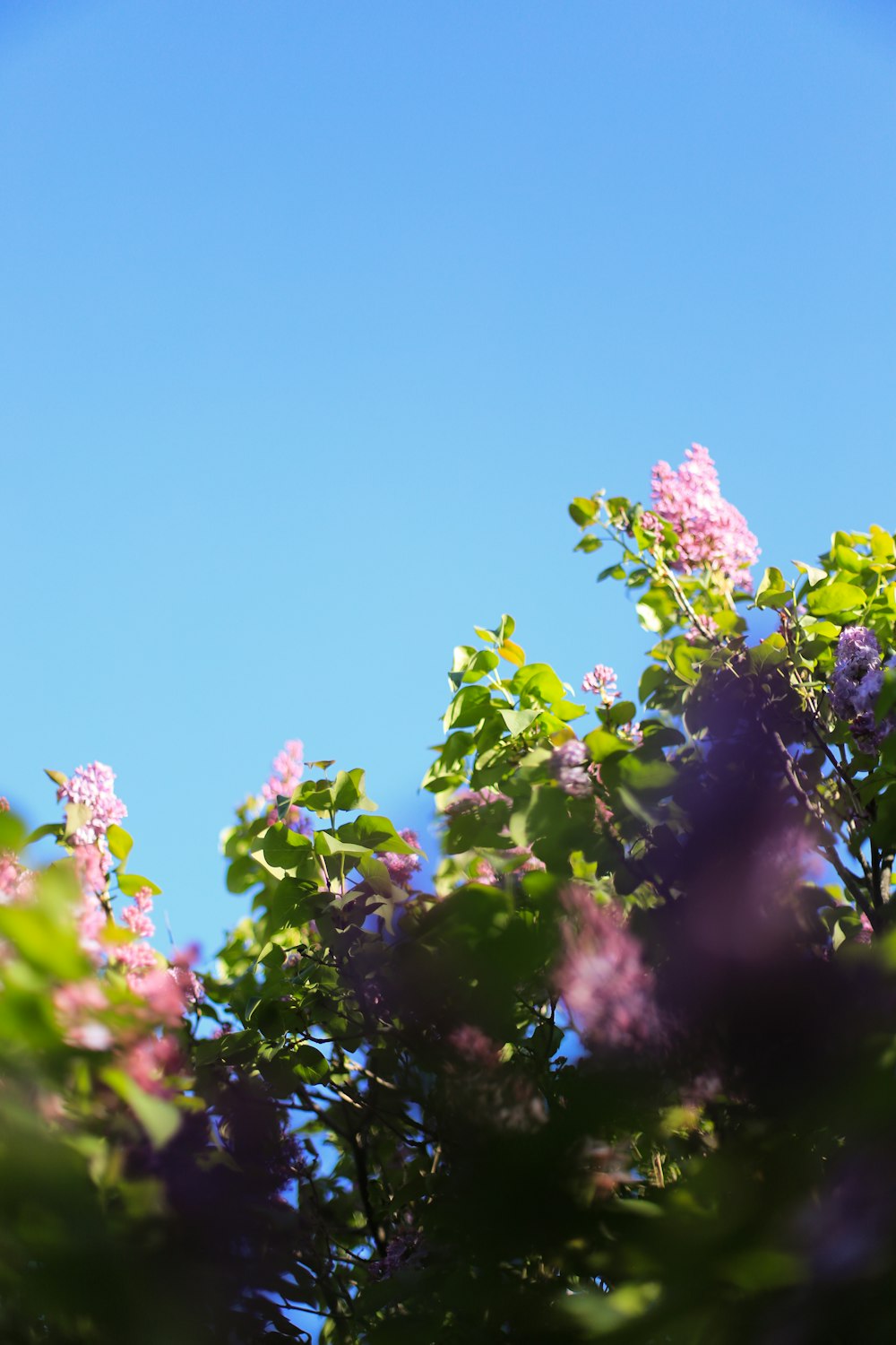 a bird sitting on top of a tree filled with purple flowers