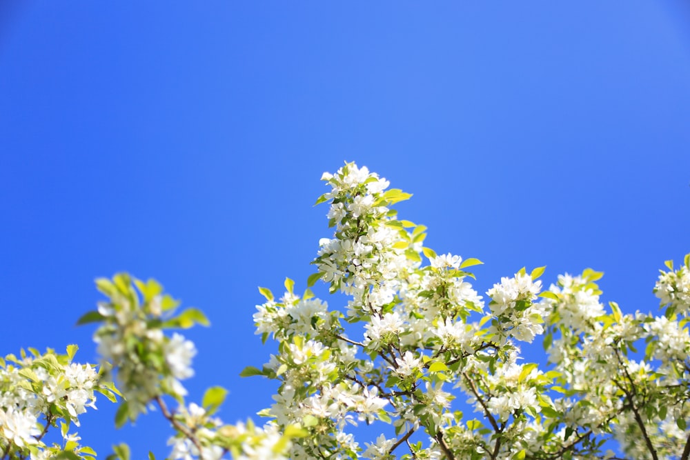 a tree with white flowers in the foreground and a blue sky in the background