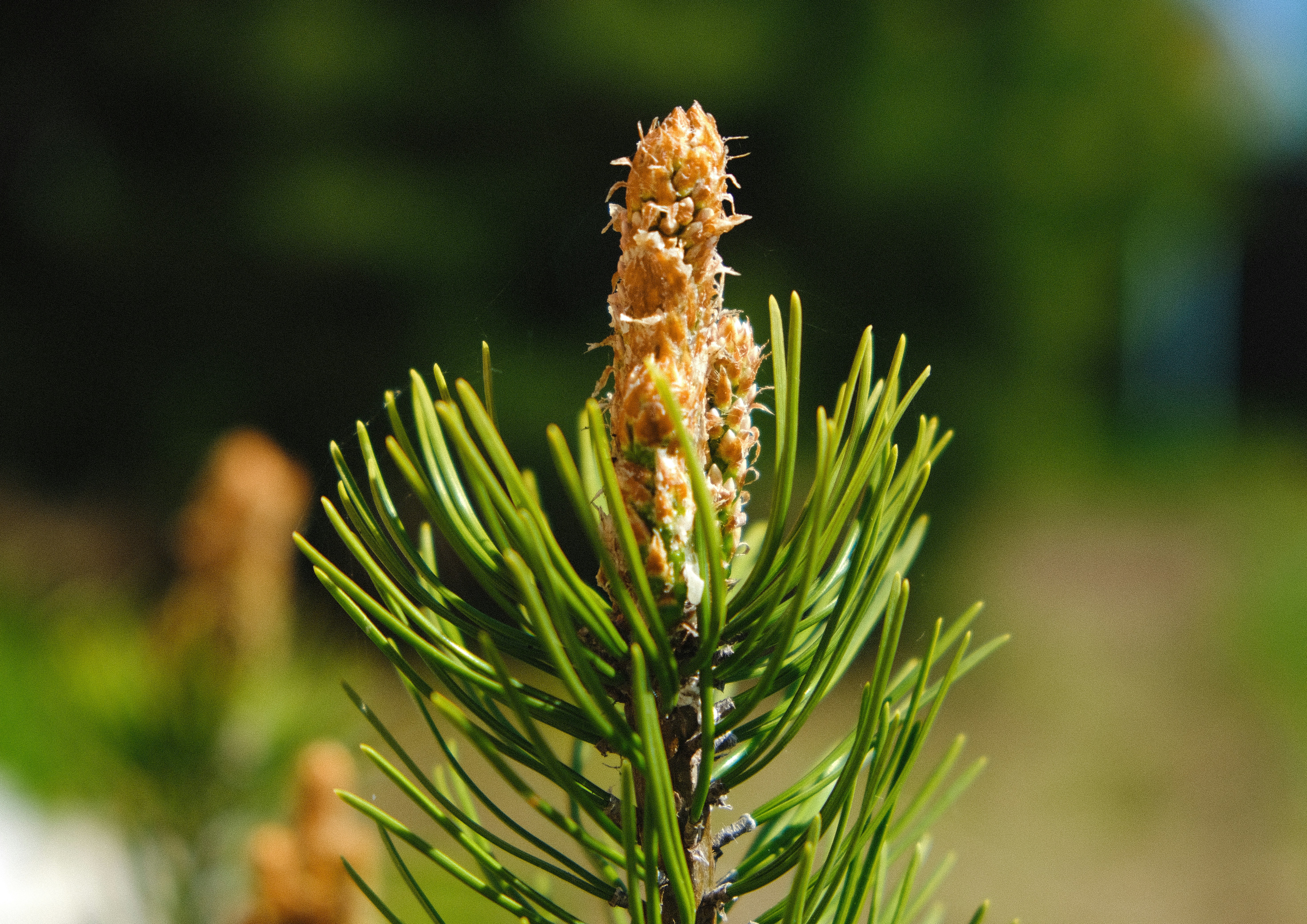 Photo by icarusbless