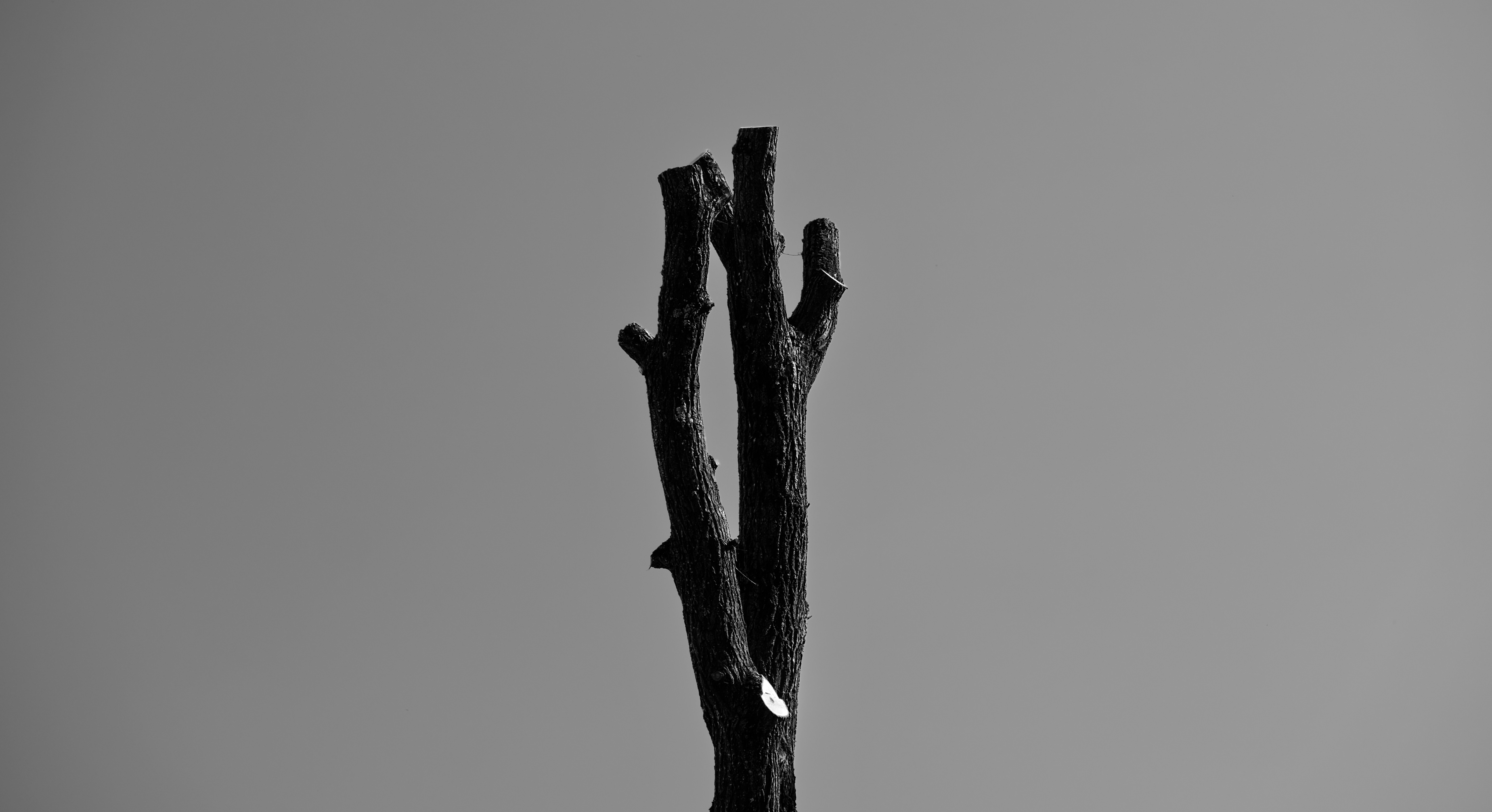 Photo by icarusbless