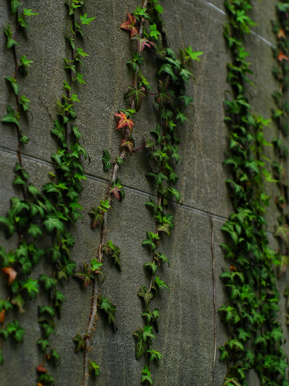 a wall covered in vines and vines growing on it