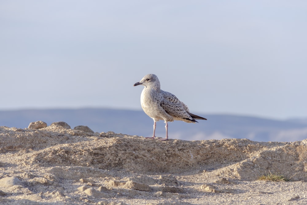 a seagull standing on a sandy beach with mountains in the background
