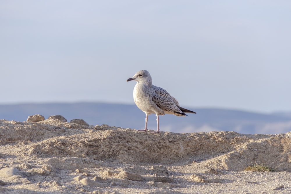 uma gaivota em pé em uma praia de areia com montanhas ao fundo