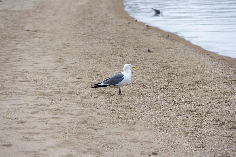 uma gaivota em pé em uma praia ao lado do oceano