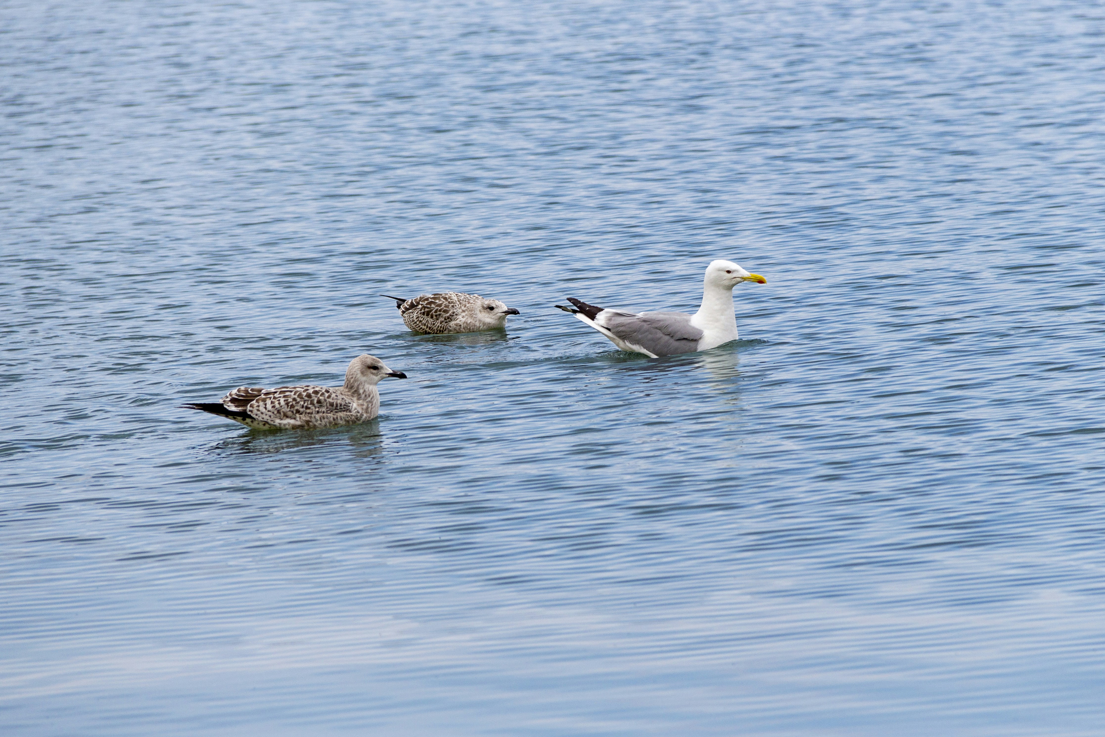 Photo by salty_morning