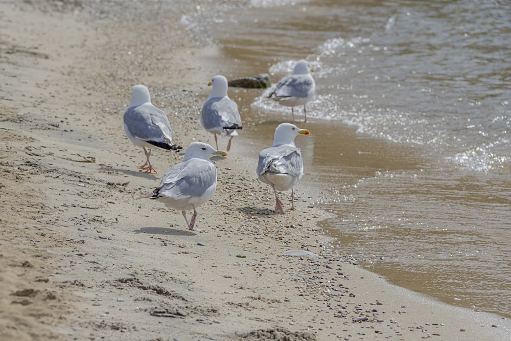 Eine Gruppe von Möwen steht an einem Strand am Meer