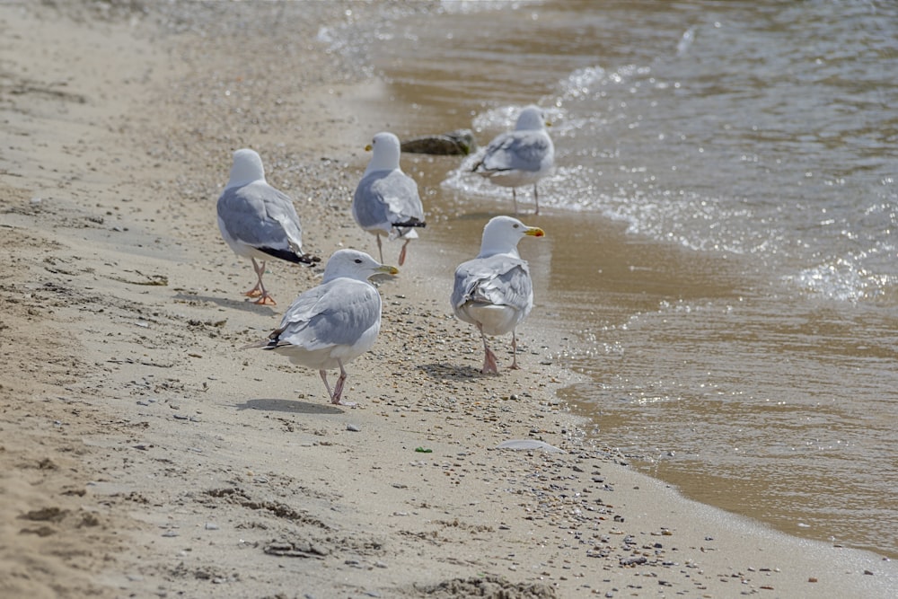 a group of seagulls standing on a beach next to the ocean