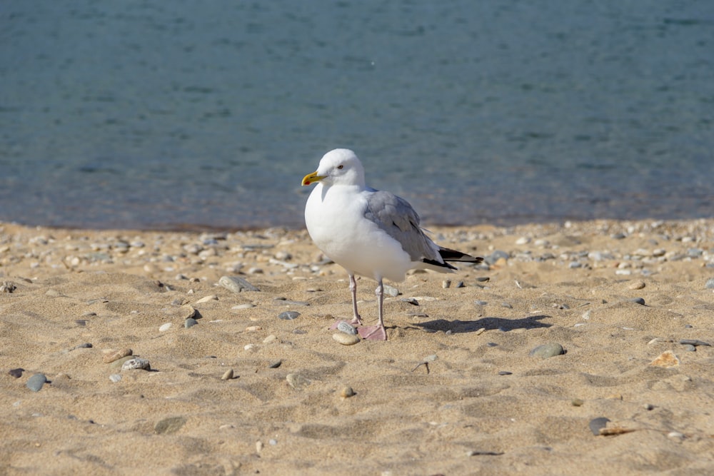 uma gaivota está parada na areia perto da água