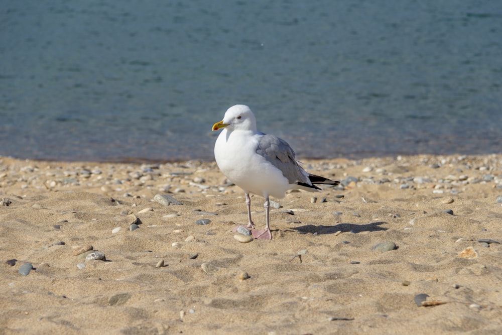 Un gabbiano è in piedi sulla sabbia vicino all'acqua