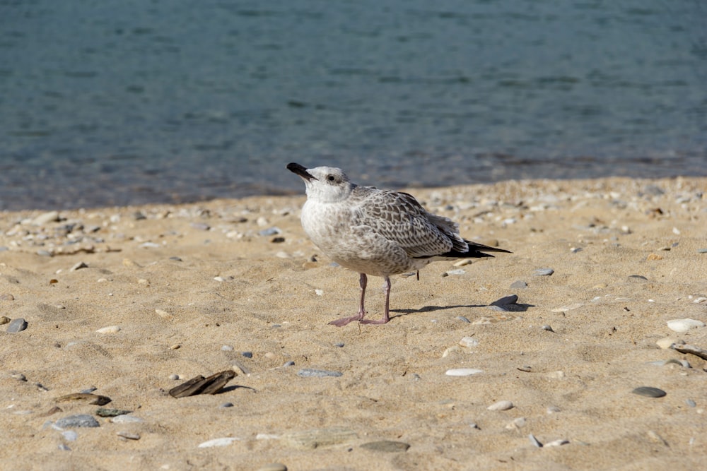 un gabbiano in piedi su una spiaggia sabbiosa accanto a uno specchio d'acqua