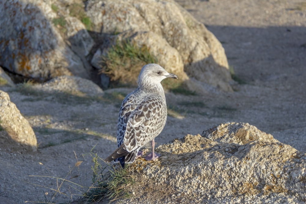 a bird is standing on a rock in the desert