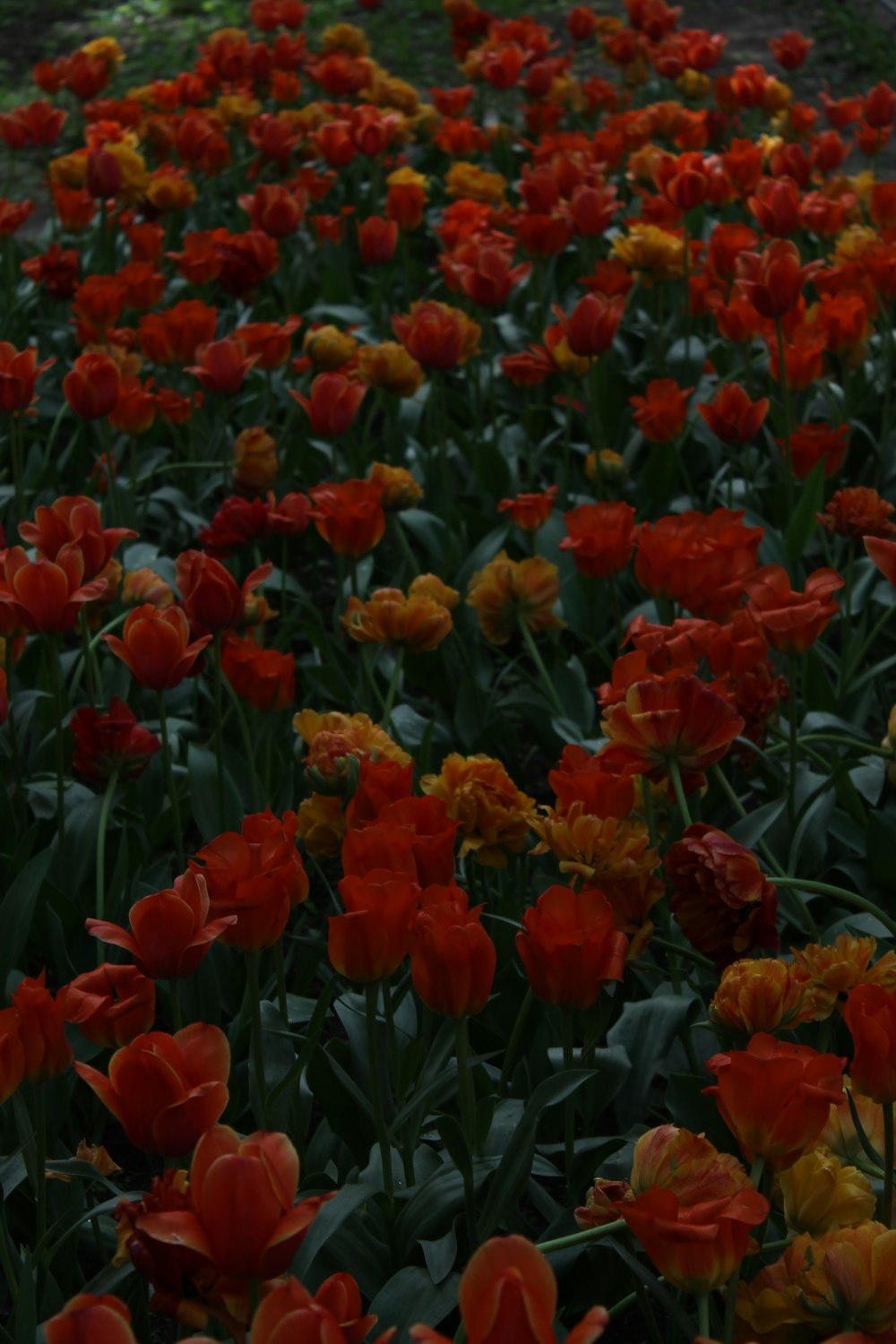 a field full of red and yellow flowers