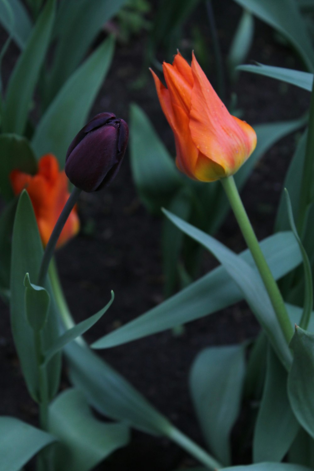 two orange and purple flowers in a garden