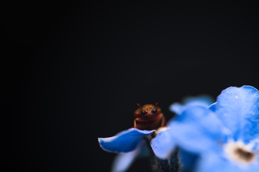 a close up of a blue flower with a bee on it