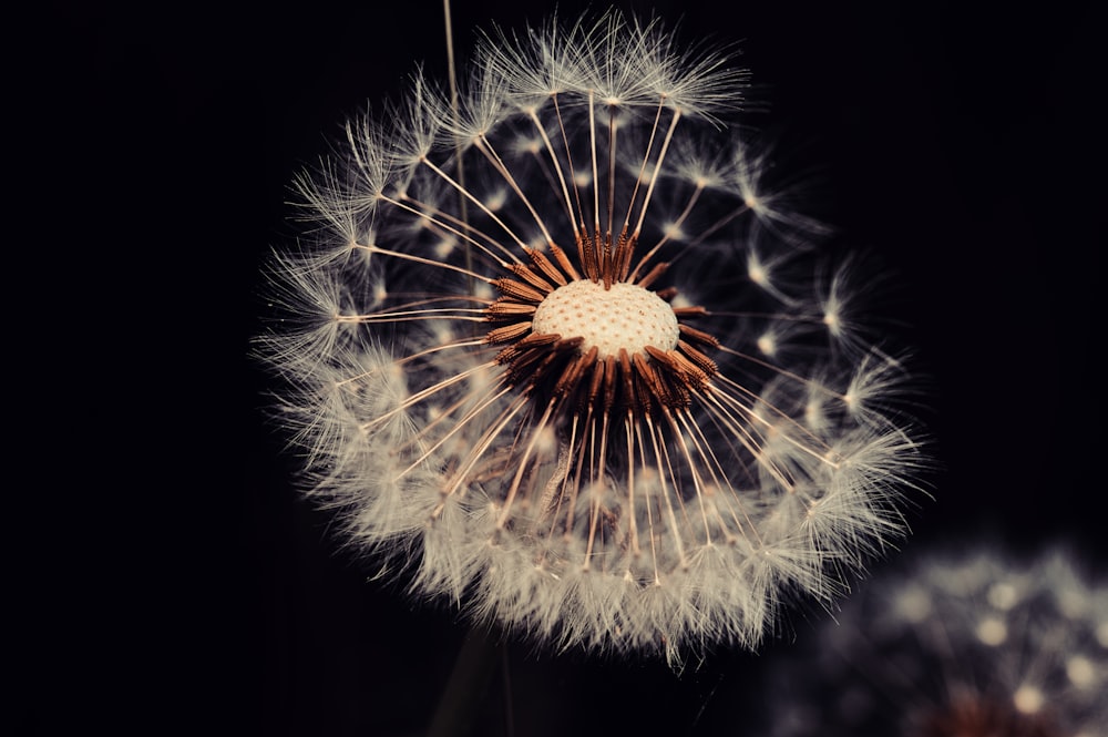 a close up of a dandelion on a black background