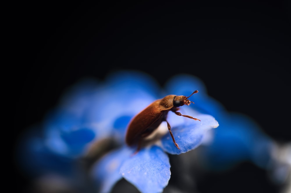 a bug sitting on top of a blue flower
