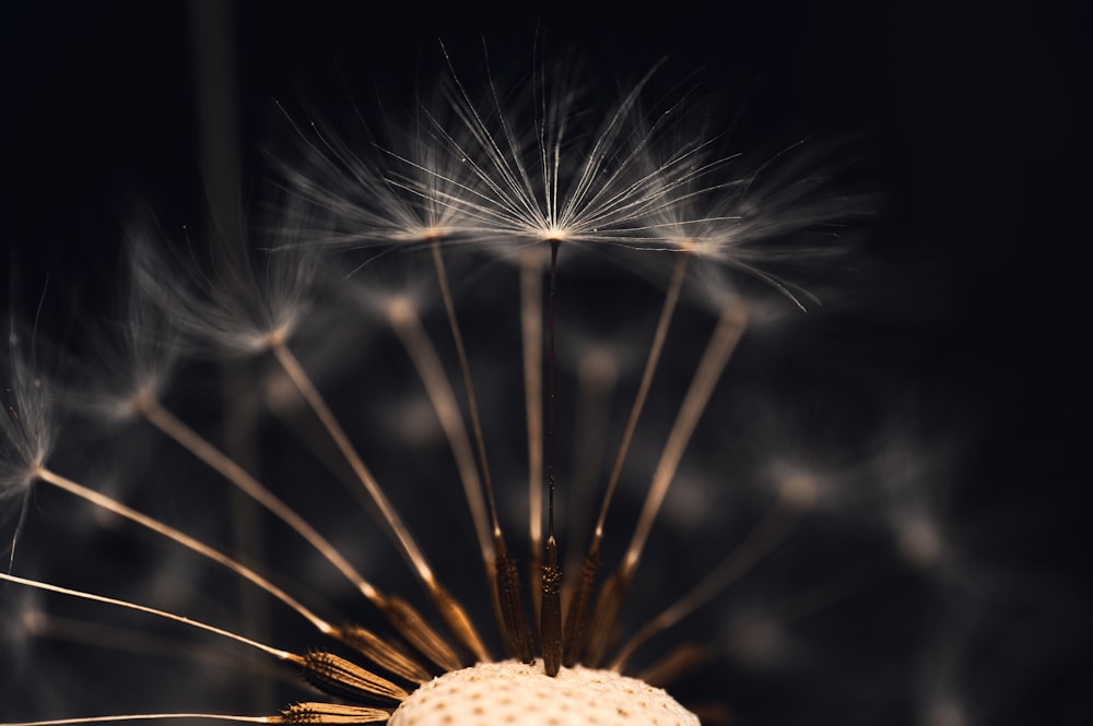 a close up of a dandelion on a black background