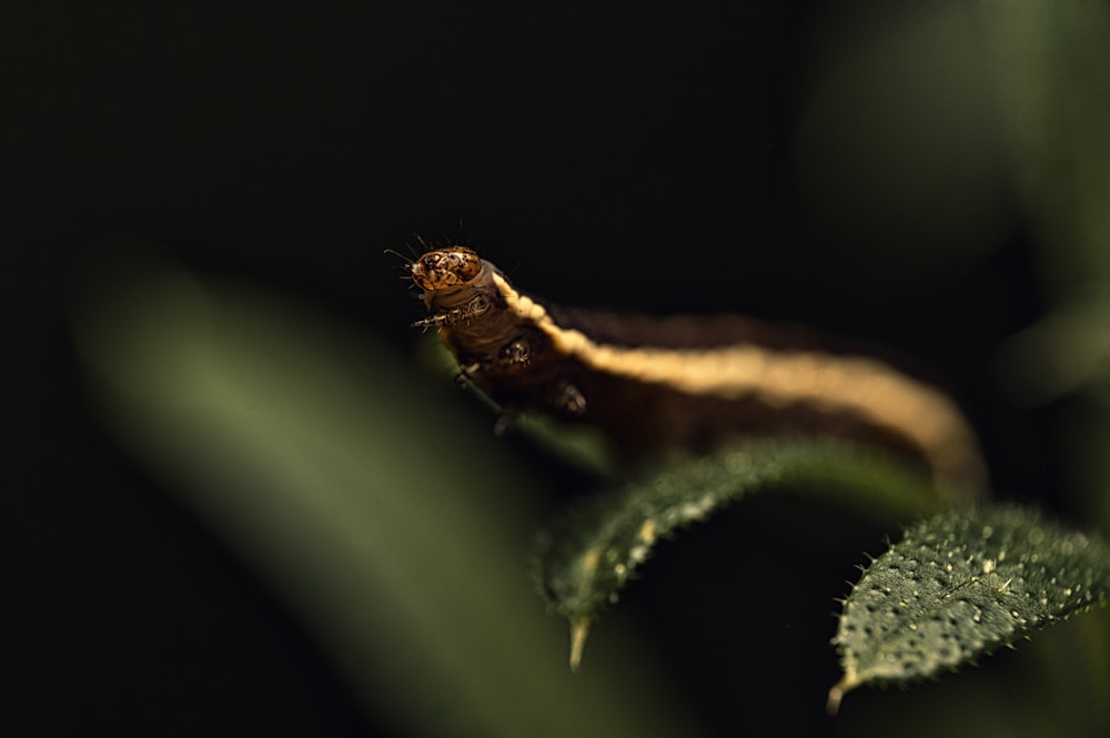 a close up of a caterpillar on a leaf