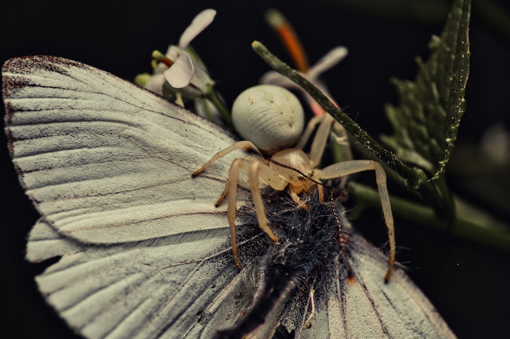 a white spider sitting on top of a white flower