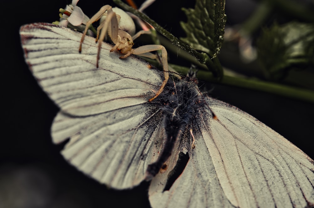 ein weißer Schmetterling, der auf einer Pflanze sitzt