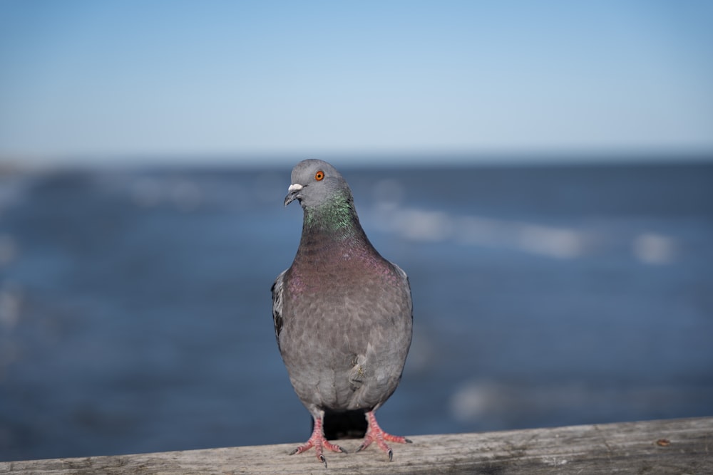 a pigeon is standing on a ledge near the water