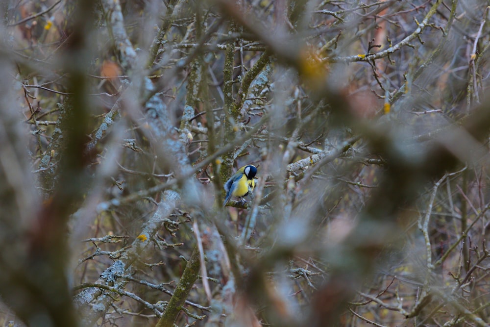 a small bird perched on top of a tree branch