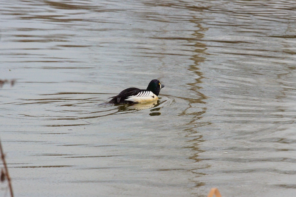 a duck floating on top of a body of water