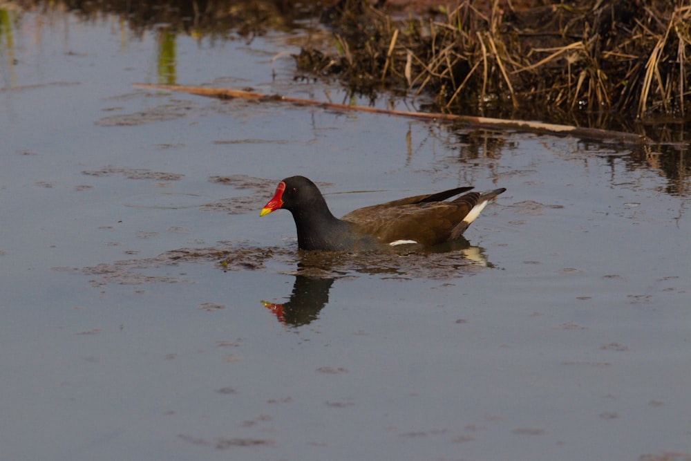 a duck floating on top of a body of water