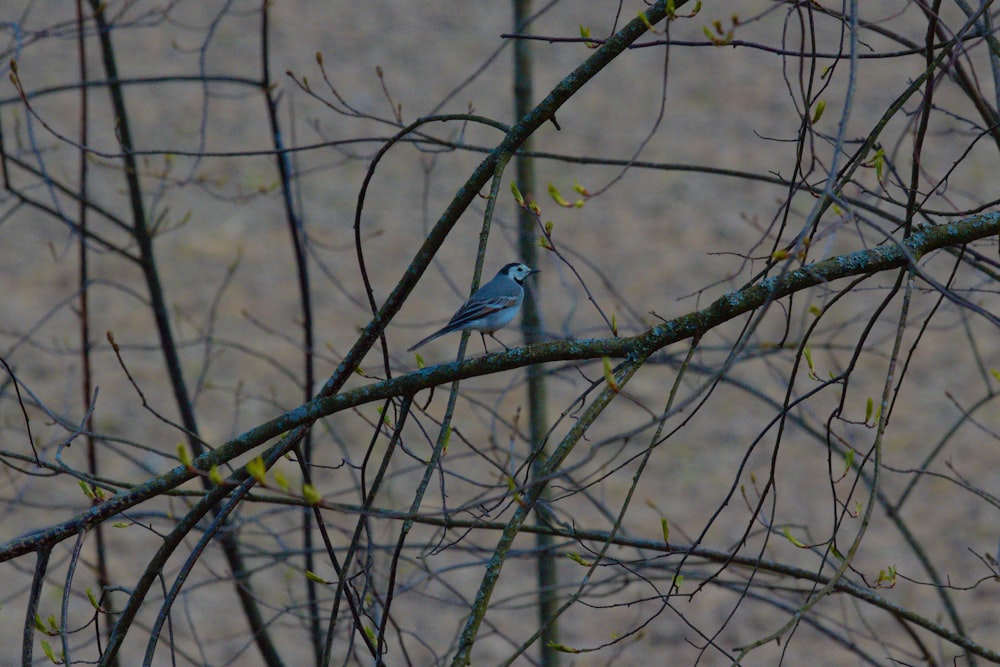 a small blue bird perched on a tree branch