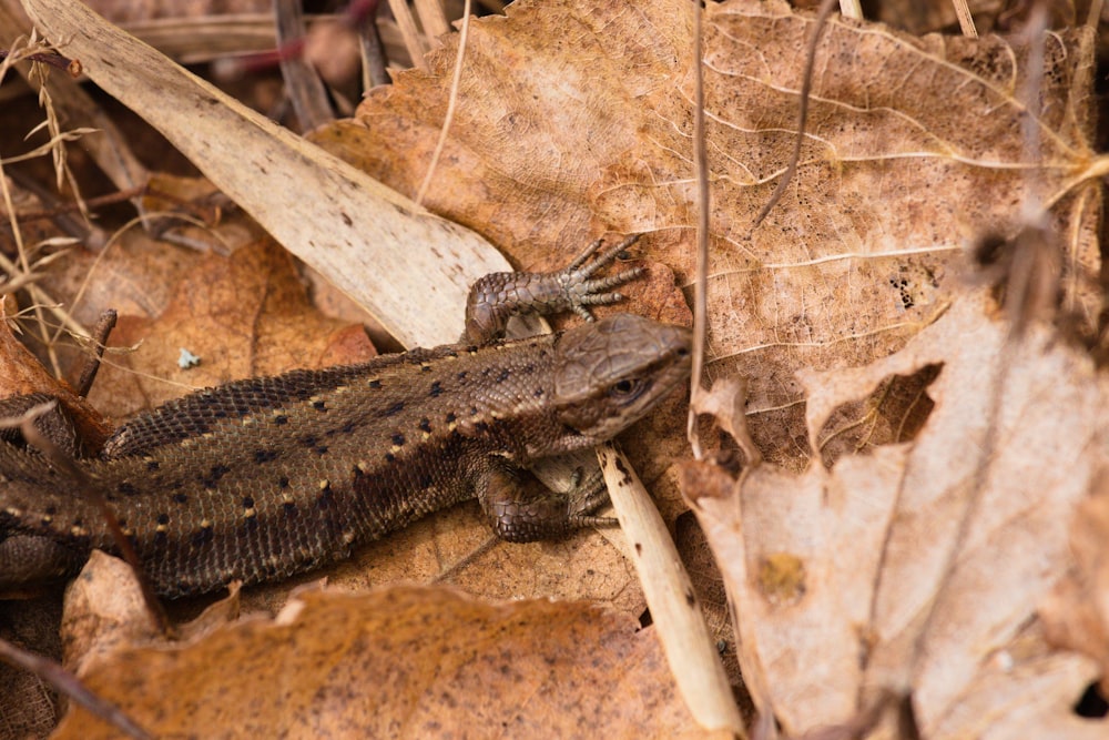 a brown and black lizard sitting on top of a leaf covered ground