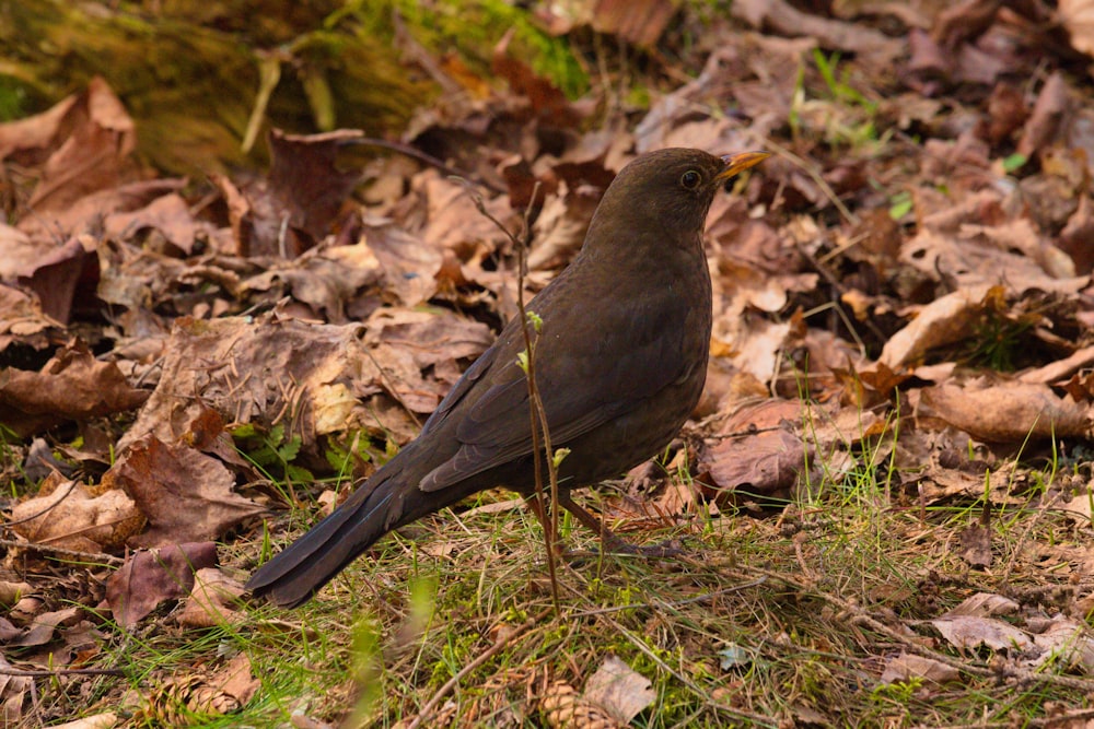 a brown bird standing on top of a pile of leaves