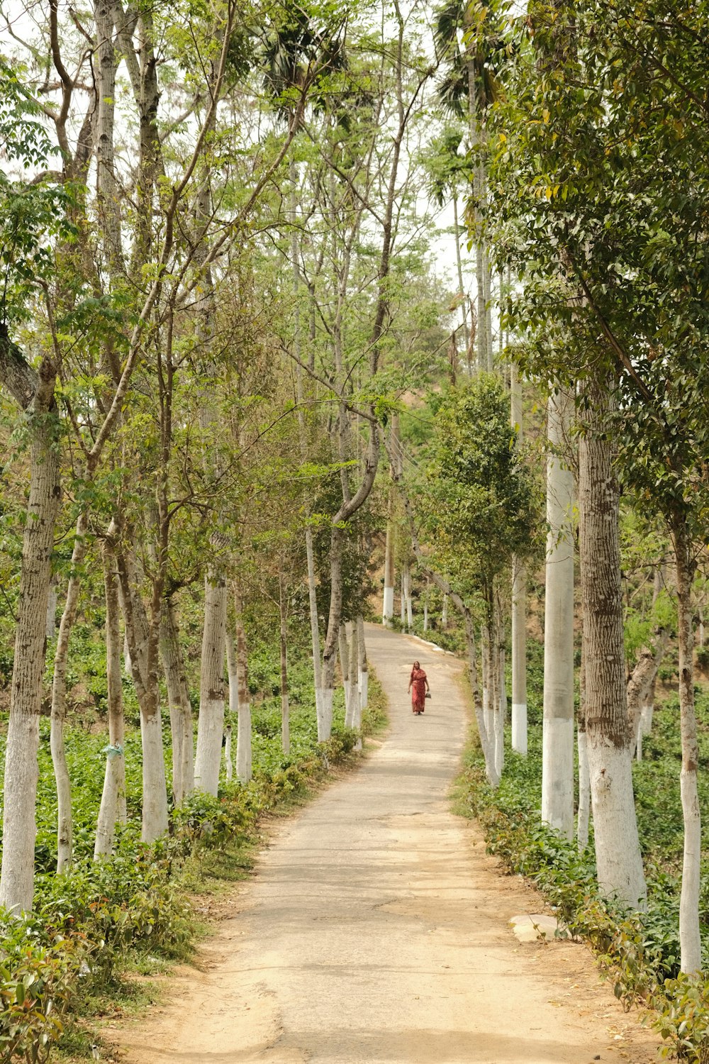 a person walking down a dirt road in the middle of a forest