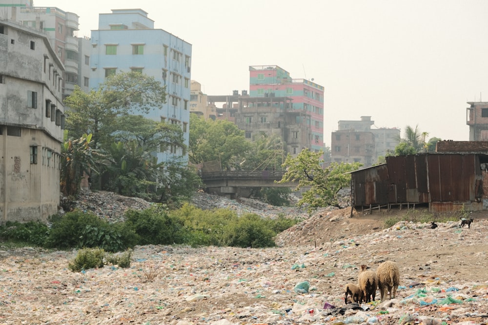 a group of sheep standing on top of a pile of garbage