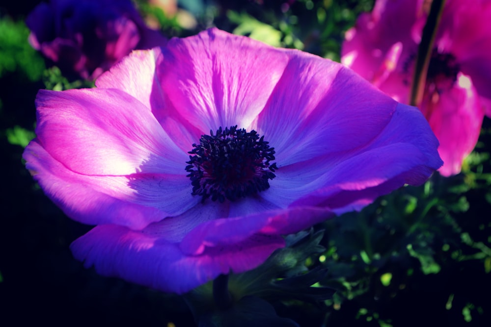 a close up of a pink flower with purple petals