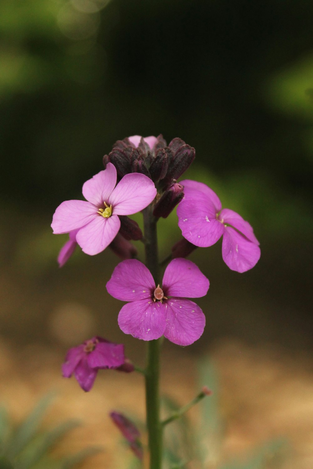 a close up of a flower with a blurry background