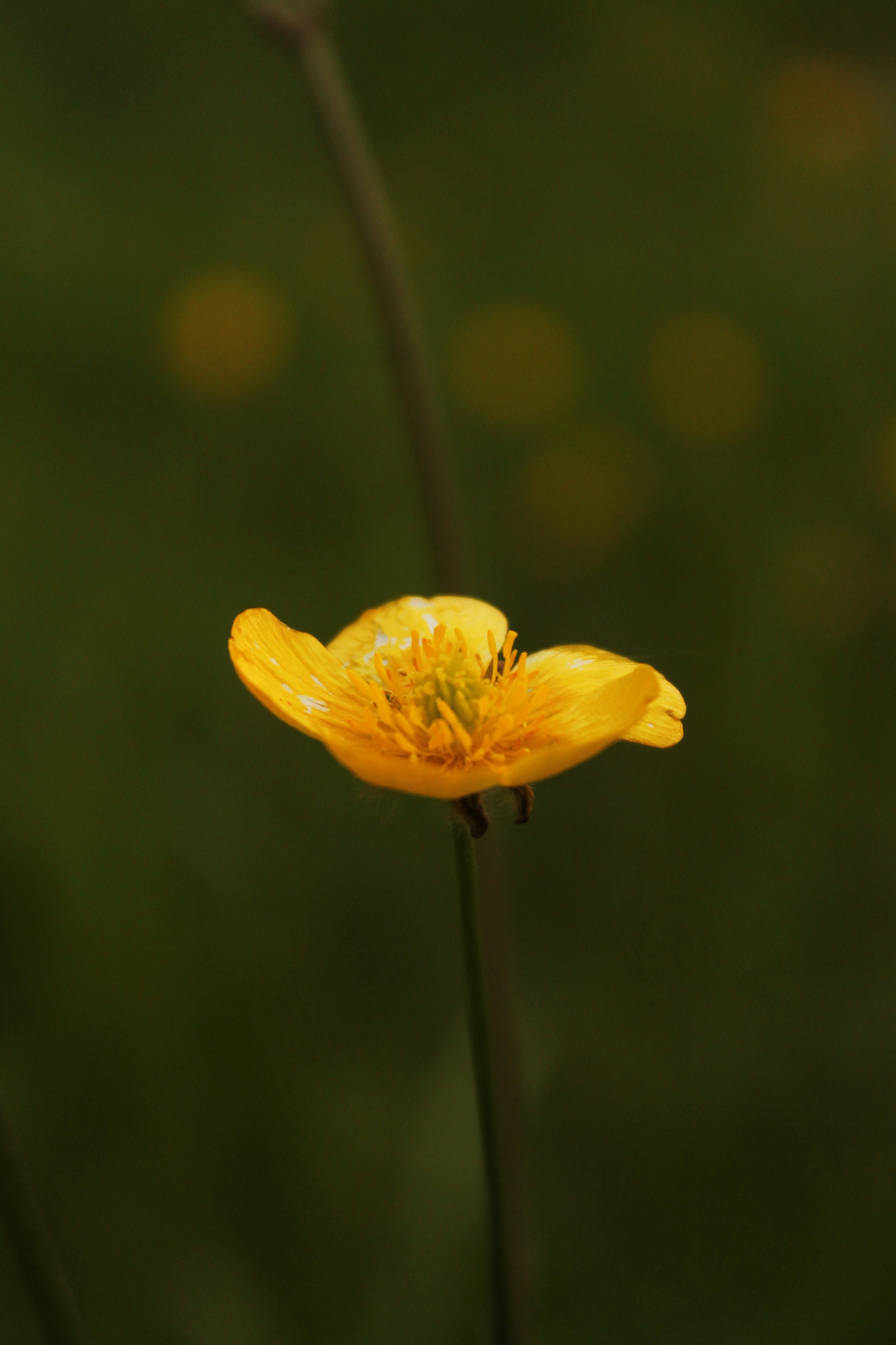 a close up of a yellow flower with a blurry background