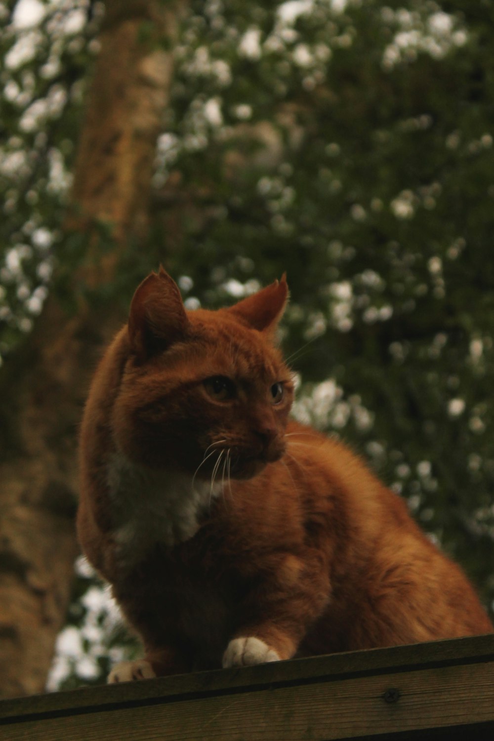 an orange cat sitting on top of a wooden fence