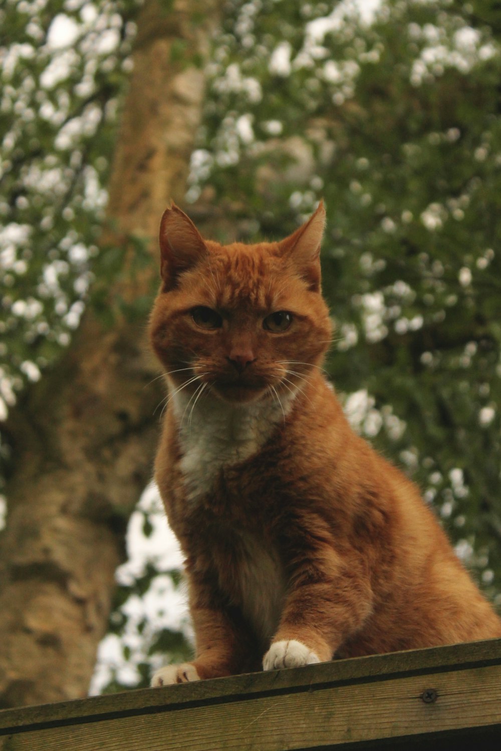 an orange cat sitting on top of a wooden fence