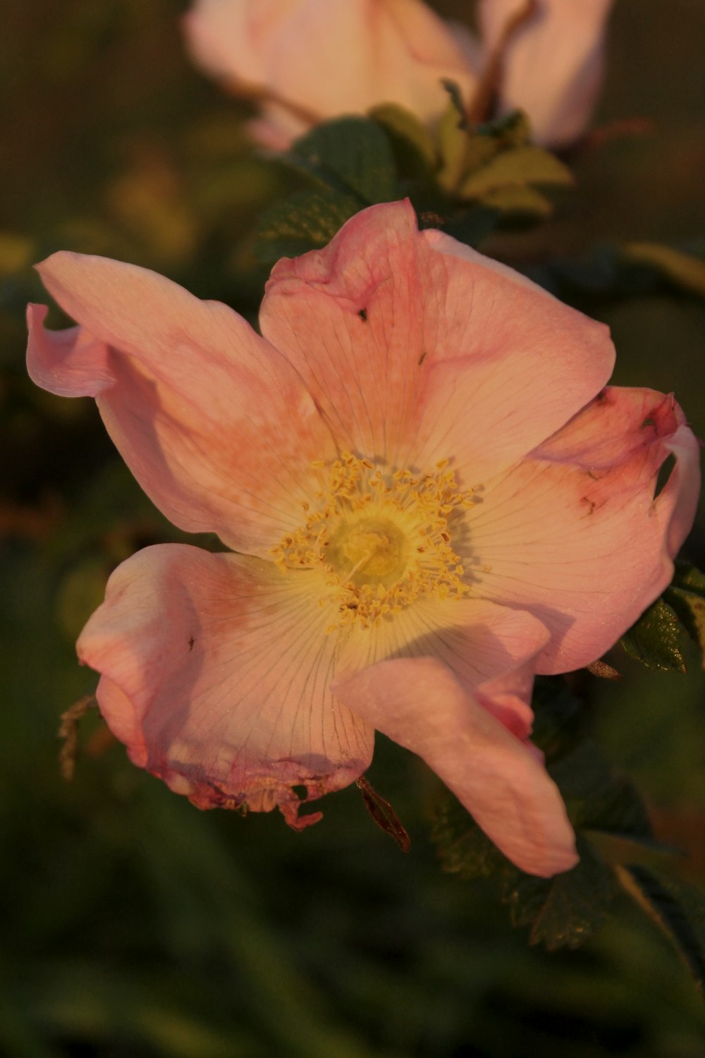 a close up of a pink flower with green leaves