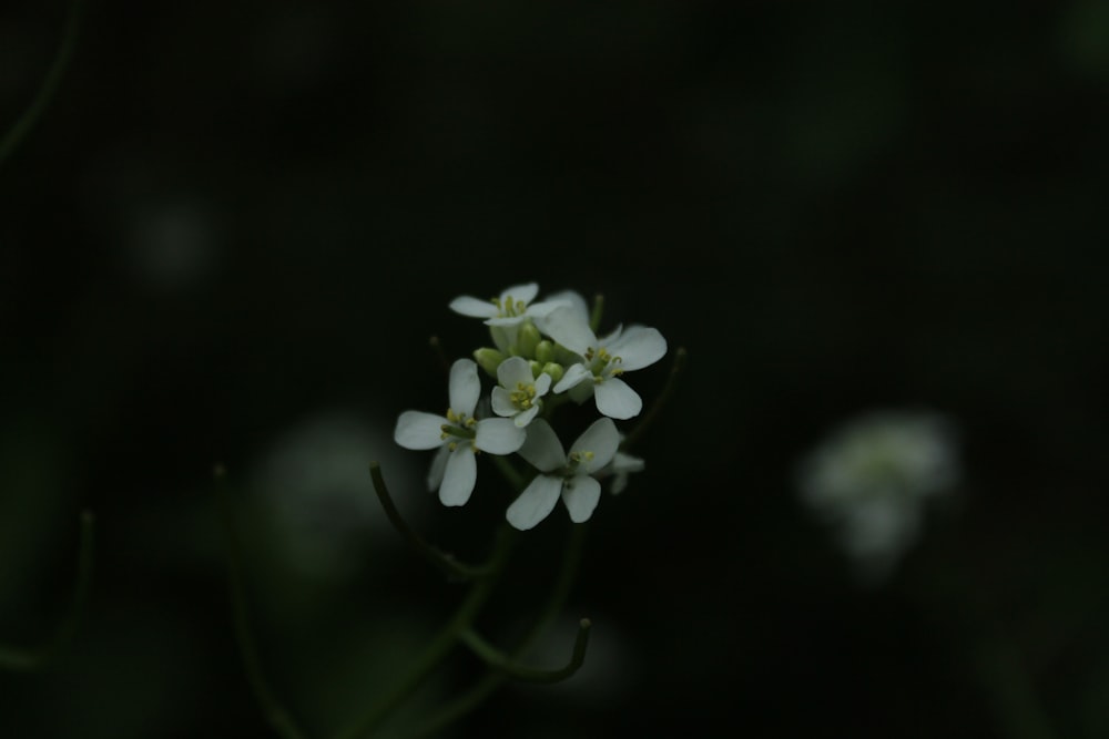 a close up of a small white flower