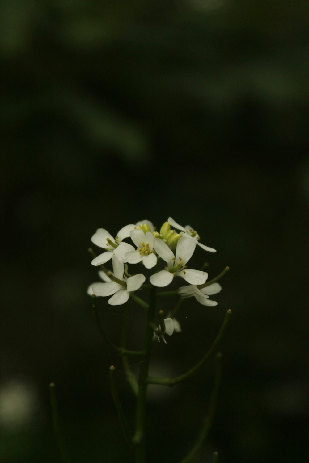 a close up of a small white flower