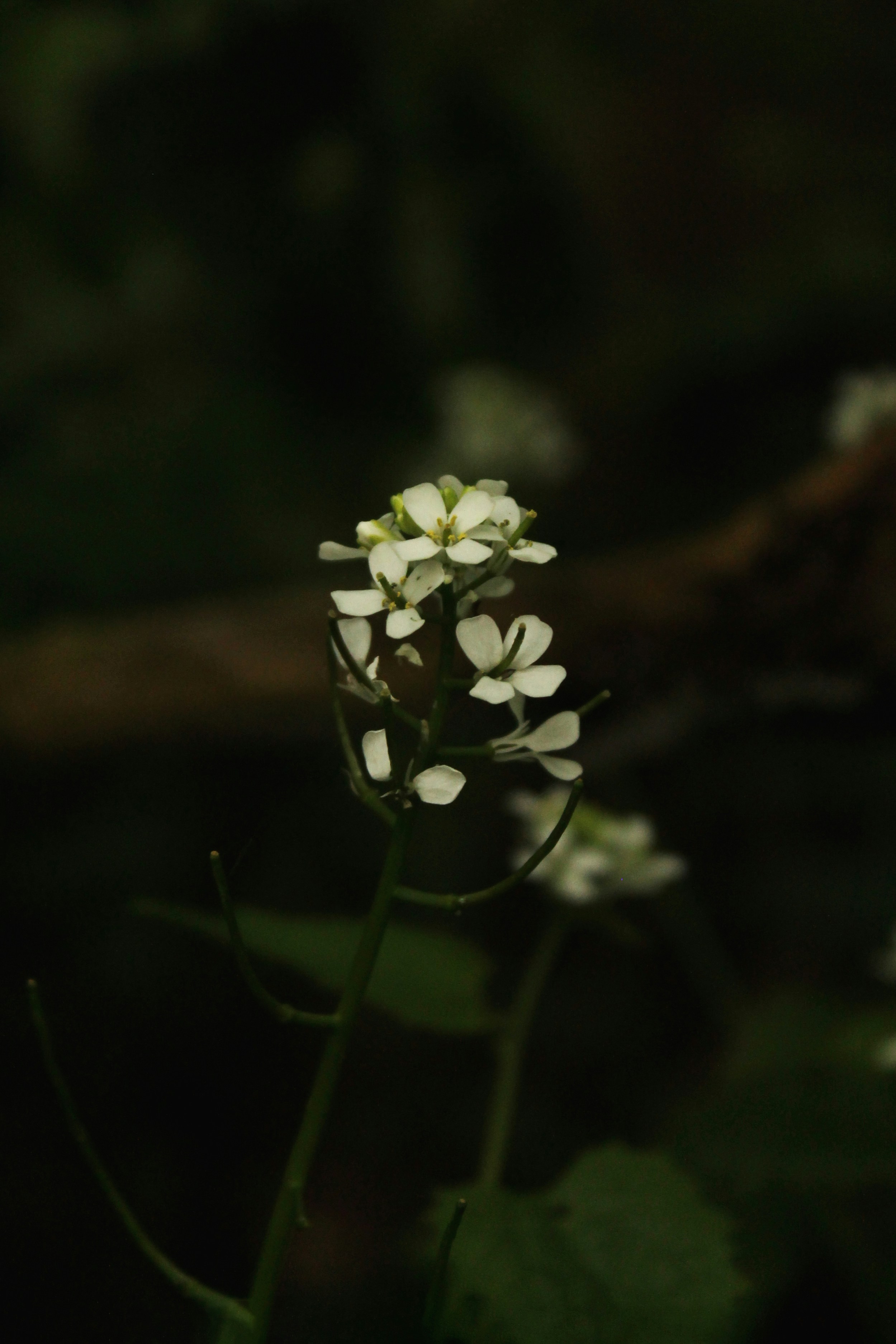 uma pequena flor branca com folhas verdes no fundo