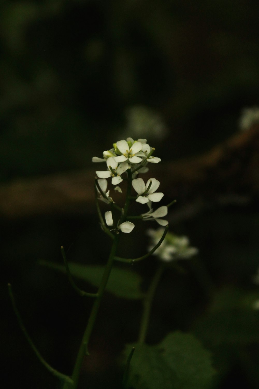 a small white flower with green leaves in the background