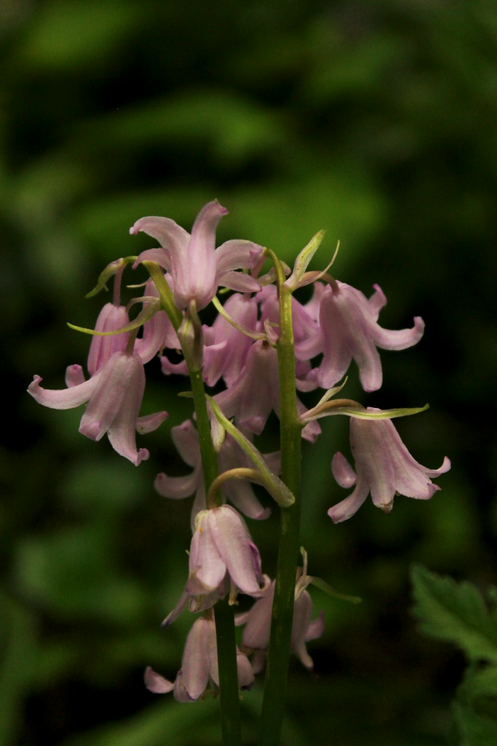 a close up of a pink flower on a plant