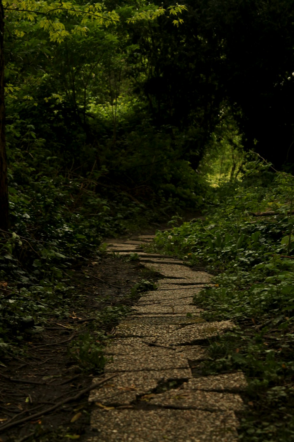 a stone path in the middle of a forest