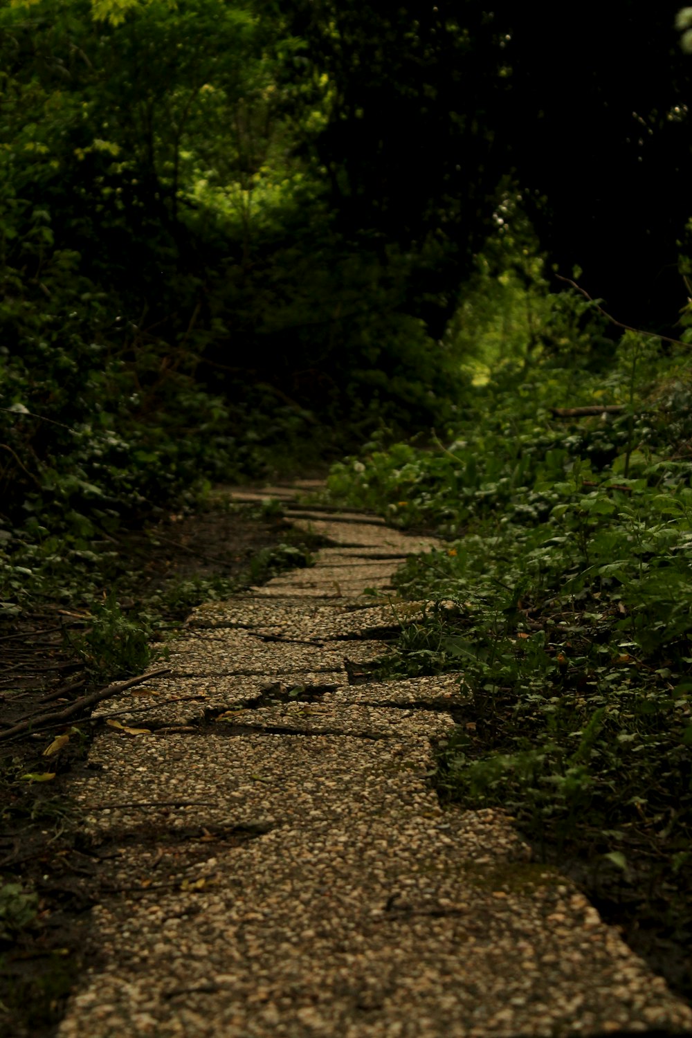 a stone path in the middle of a forest