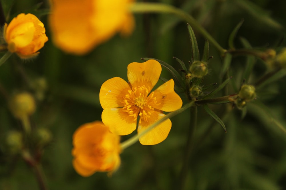 a close up of a yellow flower on a plant